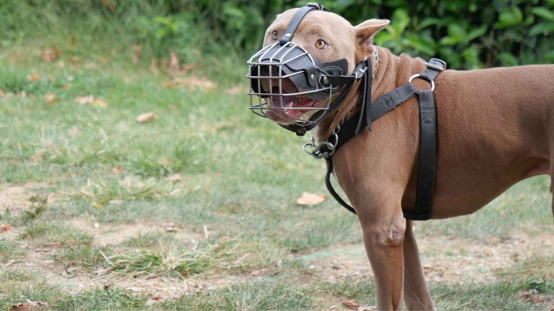 perro ppp con bozal